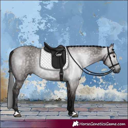 Horse Color:Gray Smoky Grullo 