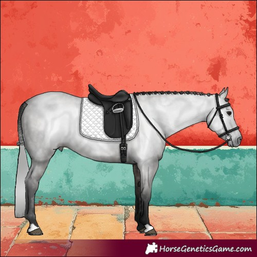 Horse Color:Gray Smoky Grullo 