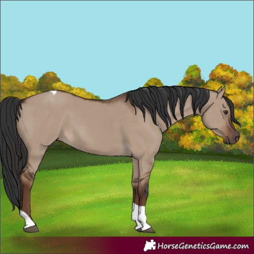 Horse Color:Liver Red Dun Tobiano 