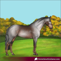 Horse Color:Gray Liver Chestnut 