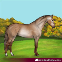 Horse Color:Gray Red Dun 