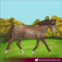 Horse Color:Gray Black Pearl
