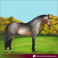 Horse Color:Gray Buckskin