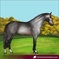 Horse Color:Gray Bay 