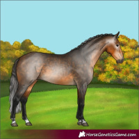 Horse Color:Gray Buckskin 