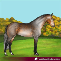 Horse Color:Gray Buckskin