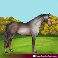 Horse Color:Gray Liver Chestnut 