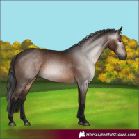 Horse Color:Gray Bay 