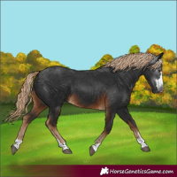 Horse Color:Gray Chocolate Palomino 