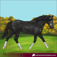 Horse Color:Gray Smoky Black 