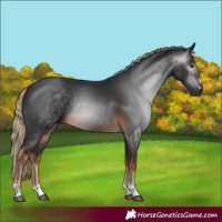 Horse Color:Gray Chocolate Palomino 