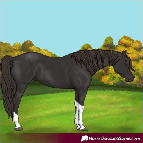 Horse Color:Liver Chestnut Tobiano 