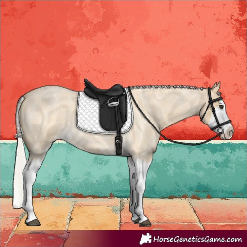 Horse Color:Silver Buckskin Roan Splash 