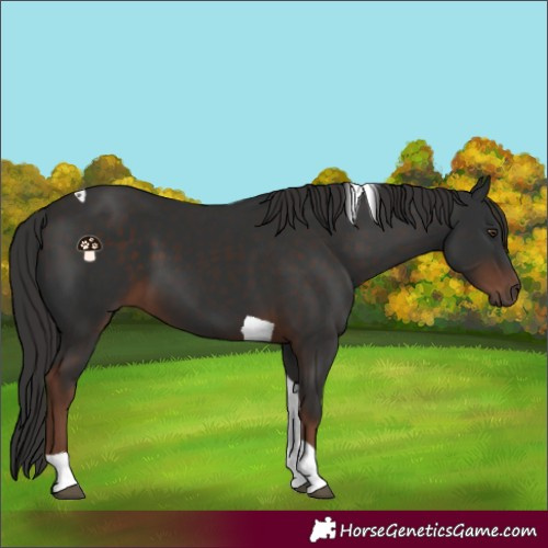 Horse Color:Liver Chestnut Tobiano 