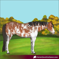 Horse Color:Bay Sabino Rabicano