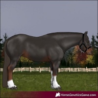 Horse Color:Liver Chestnut Tobiano 