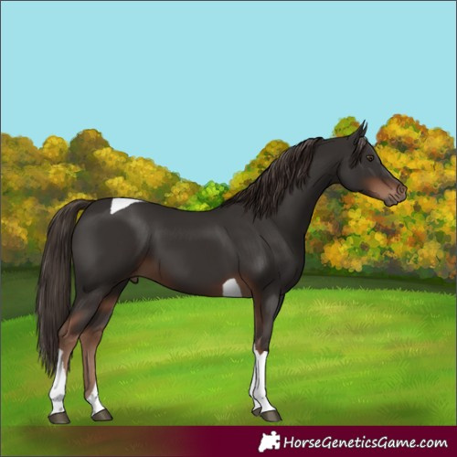 Horse Color:Liver Chestnut Tobiano 