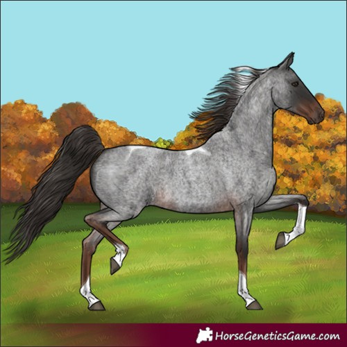 Horse Color:Liver Red Roan Tobiano 