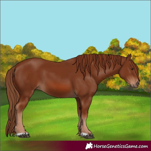 Horse Color:Chestnut 