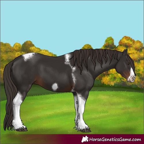 Horse Color:Liver Chestnut Tobiano Frame 