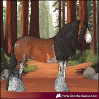 Horse Color:White Spotted Bay 
