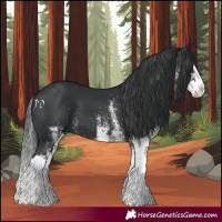 Horse Color:White Spotted Black Splash
