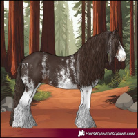 Horse Color:White Spotted Liver Chestnut 
