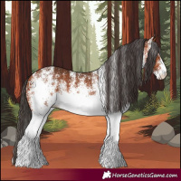 Horse Color:White Spotted Bay 
