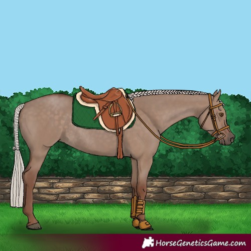 Horse Color:Silver Grullo Rabicano 