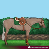 Horse Color:Silver Grullo Rabicano 