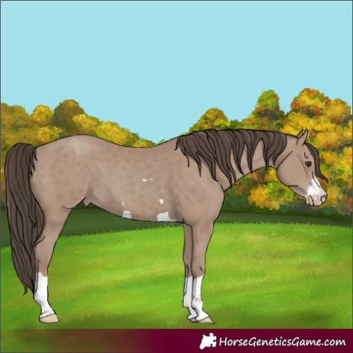 Horse Color:Classic Champagne 