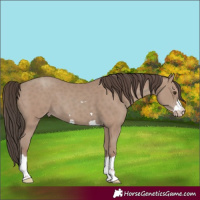 Horse Color:Classic Champagne 