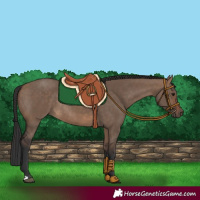 Horse Color:Brown Dun Rabicano 