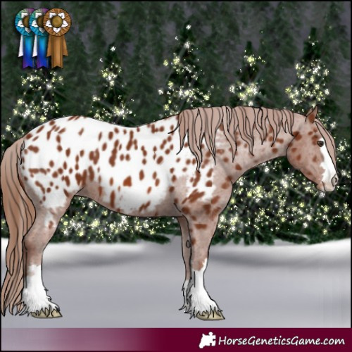 Horse Color:Chestnut Appaloosa 