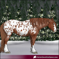 Horse Color:Chestnut Appaloosa 