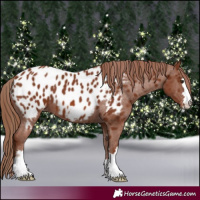 Horse Color:Chestnut Appaloosa
