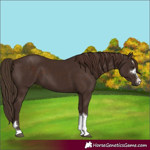 Horse Color:Liver Chestnut 