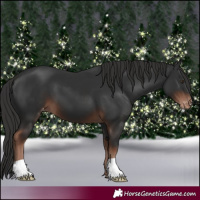 Horse Color:Liver Chestnut Appaloosa