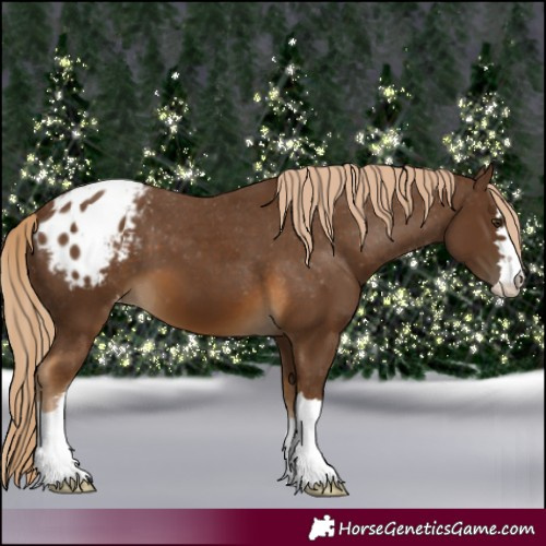 Horse Color:Chocolate Palomino Appaloosa