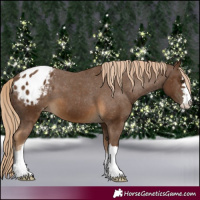 Horse Color:Chocolate Palomino Appaloosa