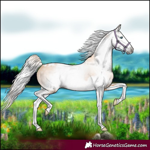 Horse Color:Gray Cremello Splash  and Gray Cremello Splash Tobiano 