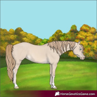 Horse Color:Perlino Dun