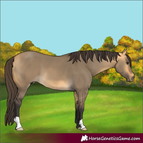 Horse Color:Buckskin Dun 