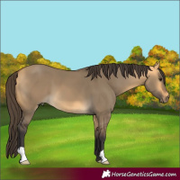 Horse Color:Buckskin Dun 