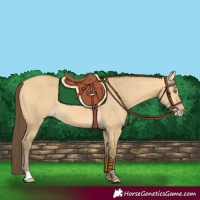 Horse Color:Amber Cream Champagne Dun 