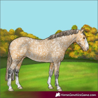Horse Color:Buckskin Snowflake VarnishRabicano 