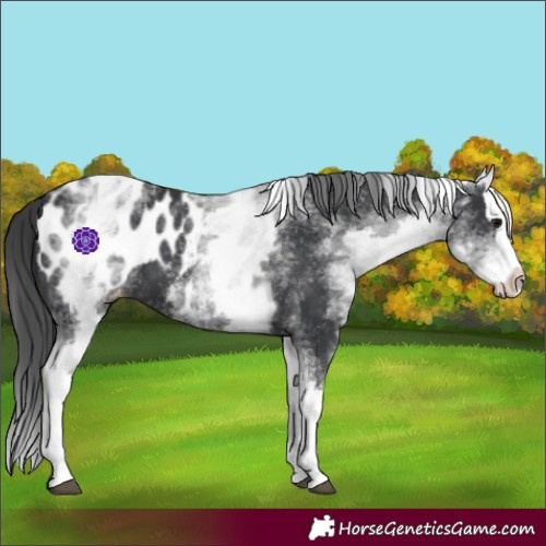 Horse Color:White Spotted Black Splash Appaloosa 