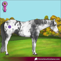 Horse Color:White Spotted Black Splash Appaloosa