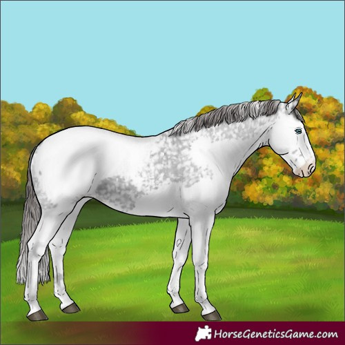 Horse Color:Blue Roan Splash Appaloosa 