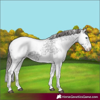 Horse Color:Blue Roan Splash Appaloosa